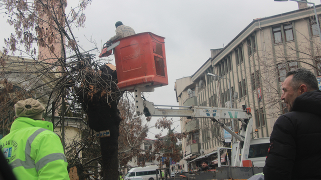 Beypazarı Belediyesi ağaç budama çalışması yapıyor