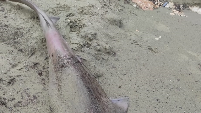 Tekirdağ'da sahilde ölü köpek balığı bulundu