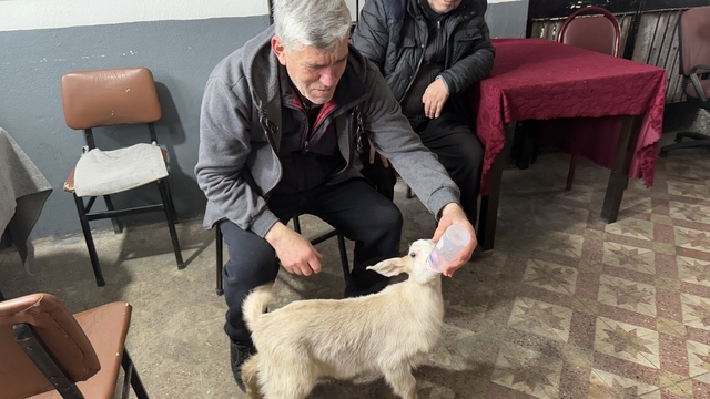 Tekirdağ'da çay ocağının maskotu oğlak "Tiryaki" semtin neşesi oldu