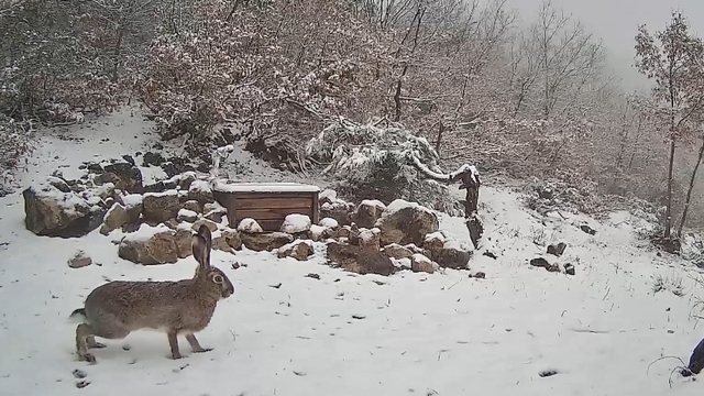 Tokat'ta Canik Dağları'nda dolaşan tavşan fotokapanla kaydedildi