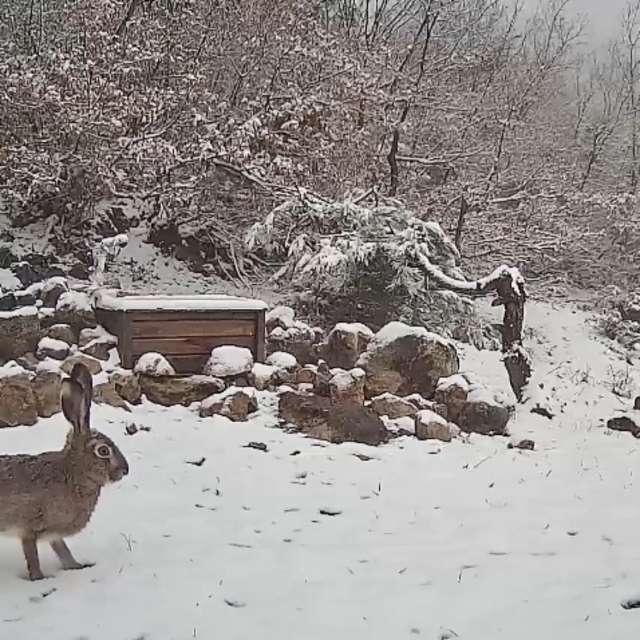 Tokat'ta Canik Dağları'nda dolaşan tavşan fotokapanla kaydedildi