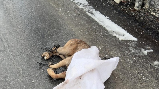 Kayseri'de hayvan vahşeti; ayakları bağlanan köpek, silahla öldürülüp çuvalla sokağa atıldı