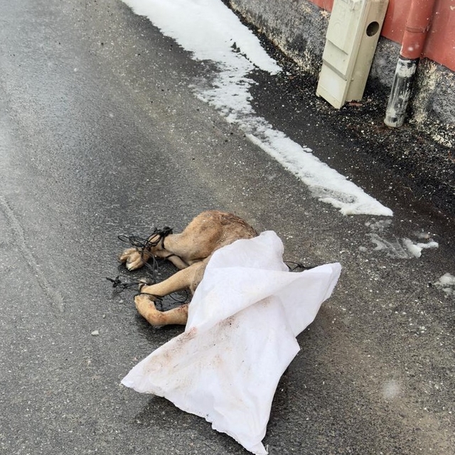 Kayseri'de hayvan vahşeti; ayakları bağlanan köpek, silahla öldürülüp çuval...