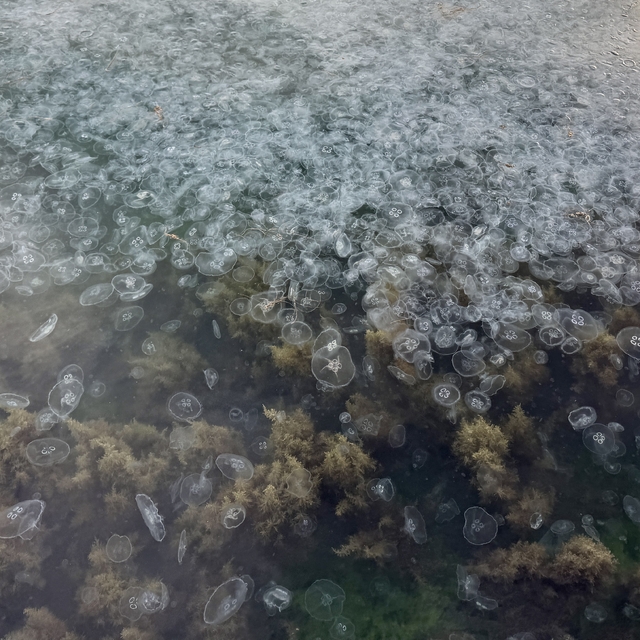 Sinop kıyılarında binlerce denizanası görüntülendi