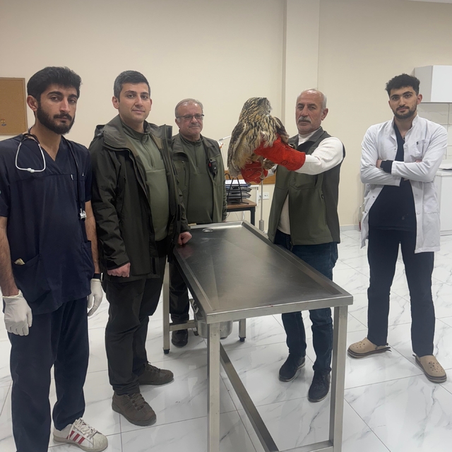 Siirt'te yaralı bulunan kulaklı orman baykuşu tedavi altına alındı