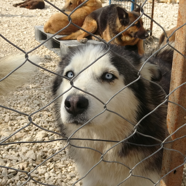 'Pandemide el bebek gül bebek büyütülen can dostlarımız şimdi barınaklarda'