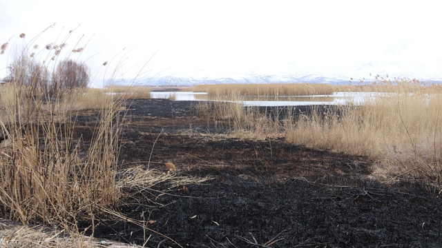 Onlarca kuş türüne ev sahipliği yapan Dilkaya Sazlığı'nda yangın
