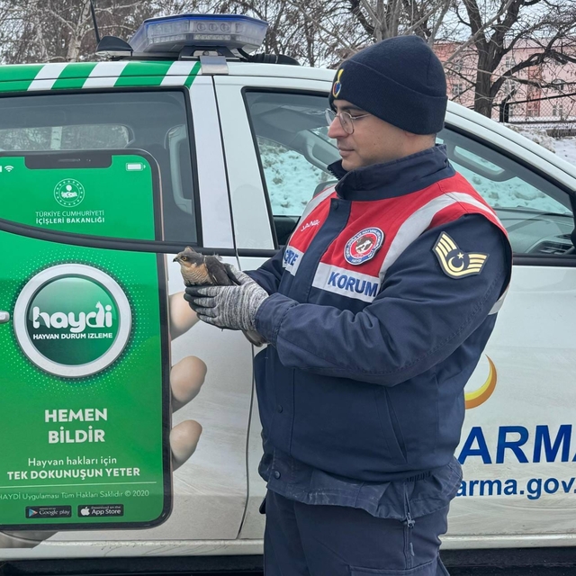 Erzurum'da jandarma tarafından bitkin bulunan atmaca tedaviye alındı