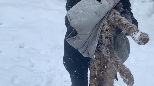 Yiyecek bulmak için köye inen vaşak, köpeklerin saldırısına uğradı