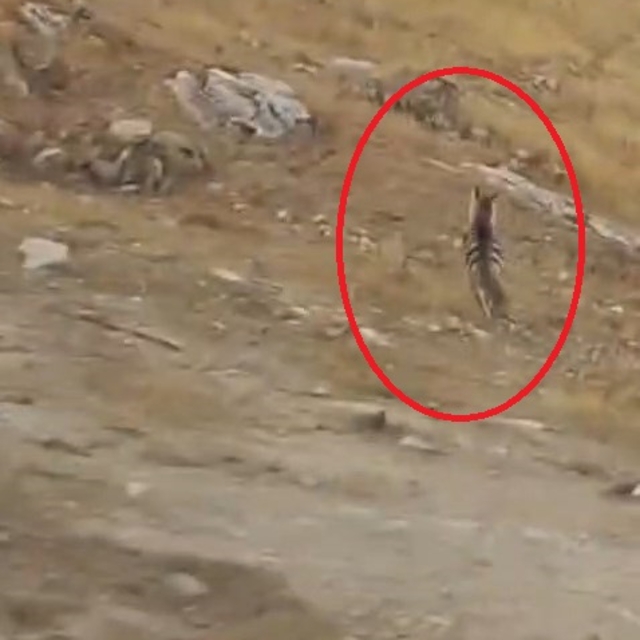 Diyarbakır'da çizgili sırtlan kamerada