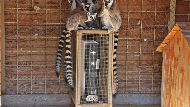 Antalya Doğal Yaşam Parkı'ndaki tropik hayvanların yuvalarına ısıtıcı yerleştirildi