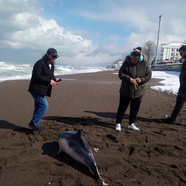 Ölü yunus balığı sahile vurdu