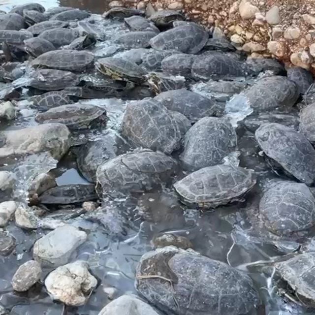 Dere yatağında mahsur kalan 316 kaplumbağa kurtarıldı