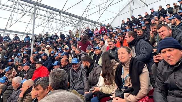 Çanakkale'de süt inekleri mezatla satıldı