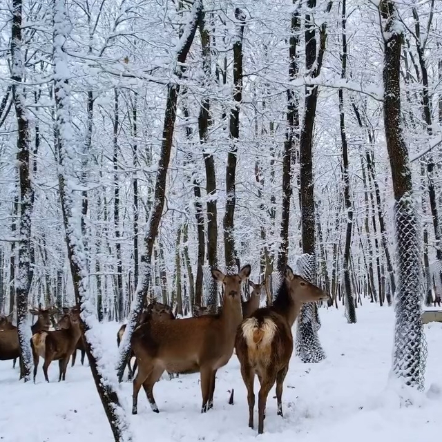 Kocaeli'de kar etkili oluyor (2)