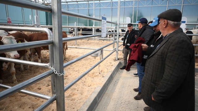 Çanakkale'de hayvan mezatında üreticilere 190 büyükbaşın aracısız olarak satışı yapıldı