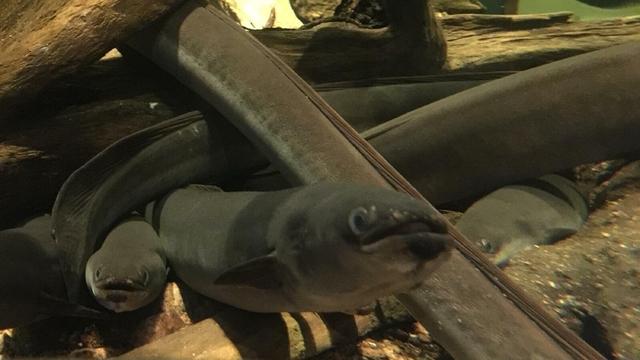 Avrupa yılan balıklarının neslinin korunması için çalışma başlatıldı