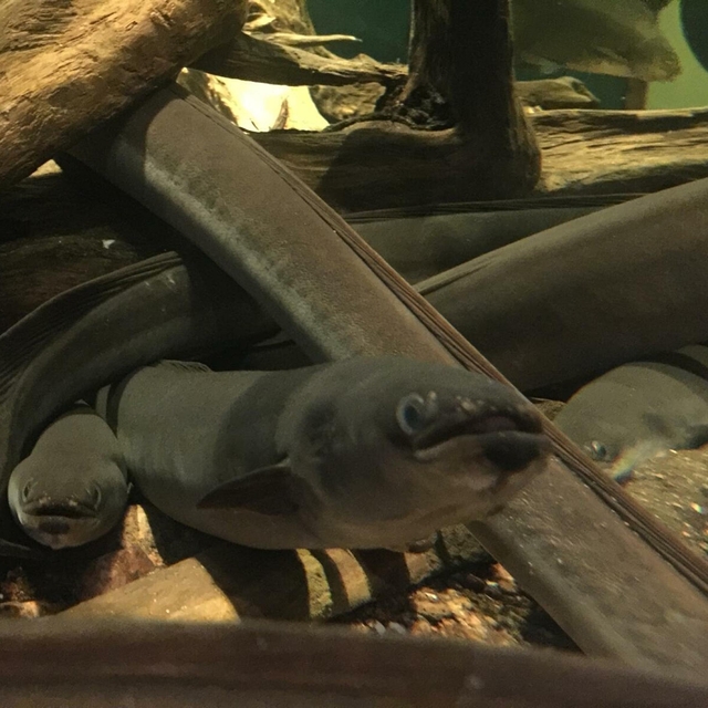 Avrupa yılan balıklarının neslinin korunması için çalışma başlatıldı