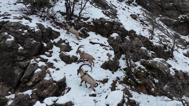 Munzur Vadisi Milli Parkı'na inen dağ keçileri, dron kamerasında
