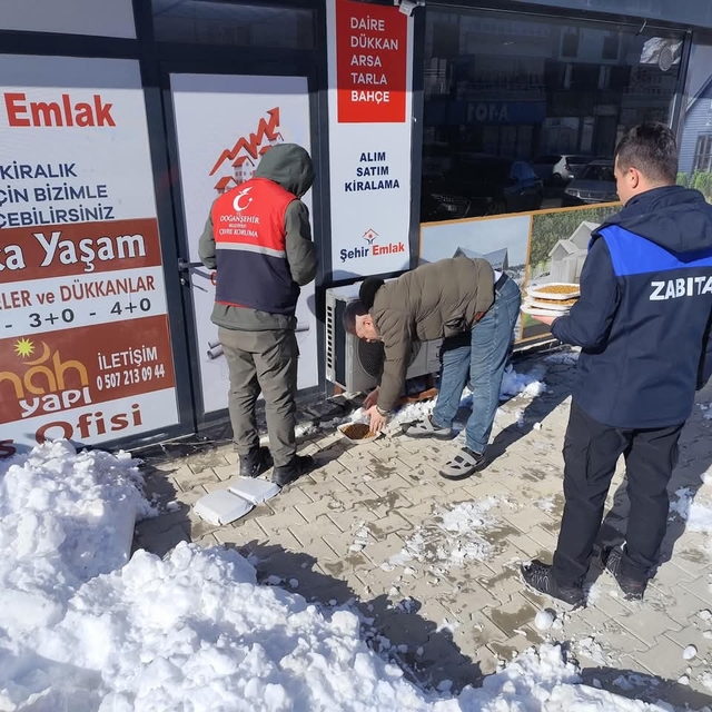 Doğanşehir'de sokak hayvanları için sokak ve caddelere yem bırakıldı