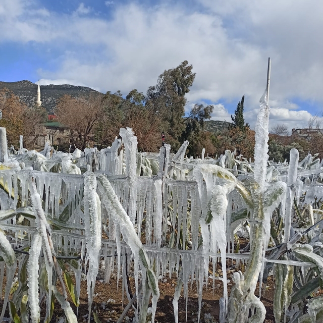 Adana'da meyve bahçesi buz tuttu