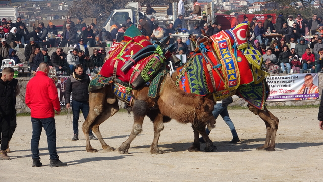 Çanakkale'de deve güreşi festivali düzenlendi