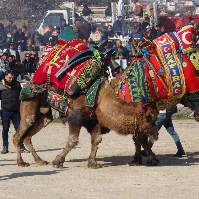 Çanakkale'de deve güreşi festivali düzenlendi