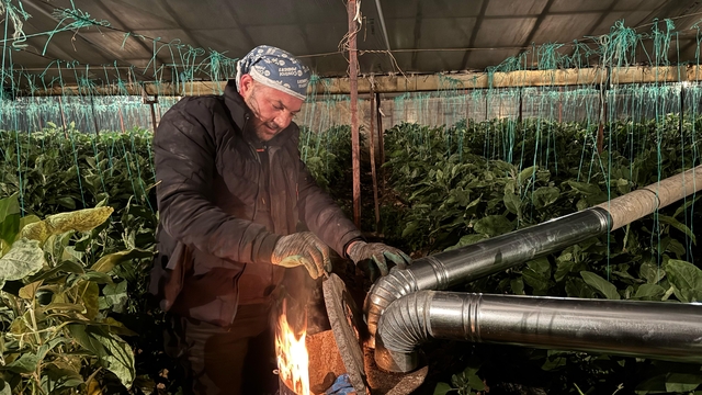 Antalya'da üreticiler zirai don nöbeti tutuyor
