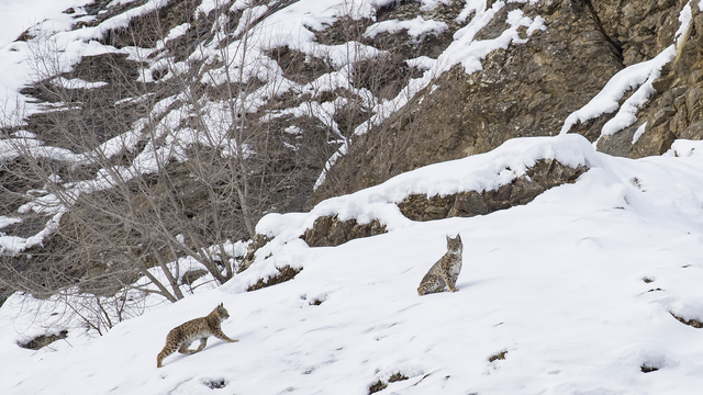 Nesli tehlike altındaki vaşaklar Tunceli'nin karlı dağlarında görüntülendi