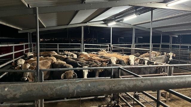 Tekirdağ'a kaçak yolla büyükbaş hayvan getiren kişiye 105 bin lira ceza uygulandı