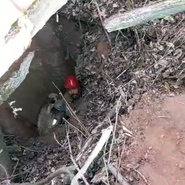 Kuyuya düşen 3 yavru köpeği itfaiye kurtardı