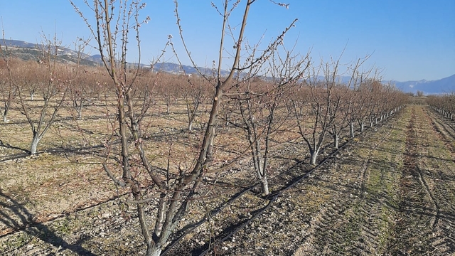 Denizli'de tarım alanları zirai dondan etkilendi