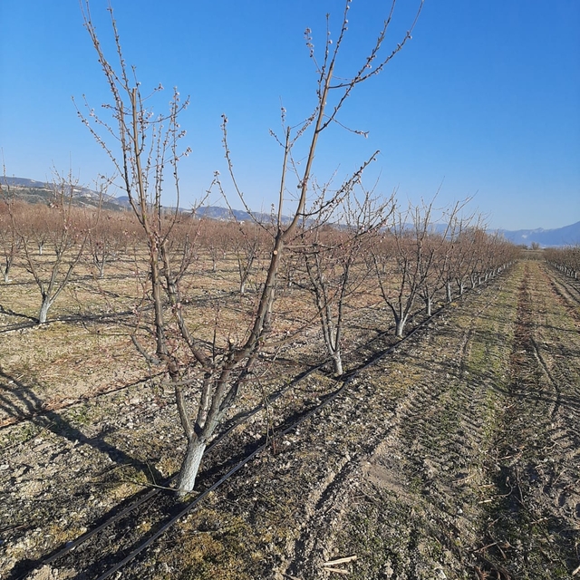 Denizli'de tarım alanları zirai dondan etkilendi