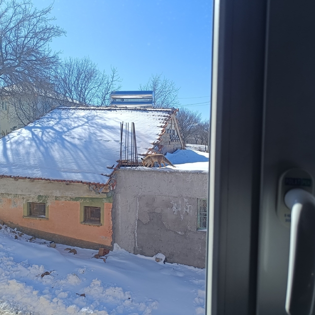 Malatya'da yiyecek bulamayan tilki mahalleye indi