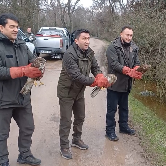 3 şahin ile 22 yeşil başlı ördek doğaya salındı