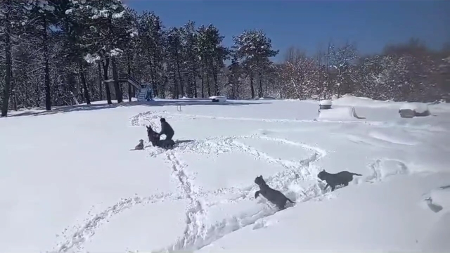 Sıpasıyla kar keyfi yaptı, ahıra zor soktu; o anlar kamerada