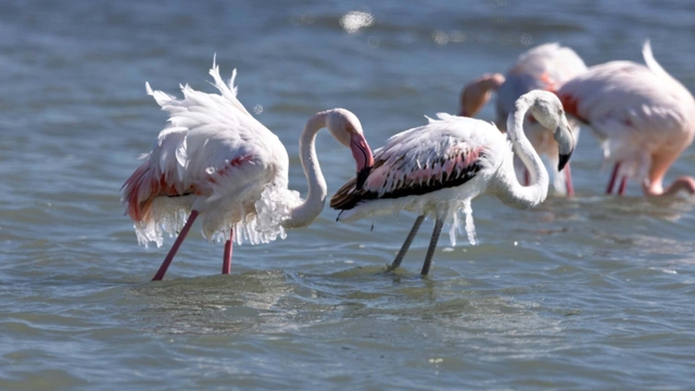 Eğirdir Gölü'nde kışlayan flamingoların vücutlarında buz sarkıtları oluştu