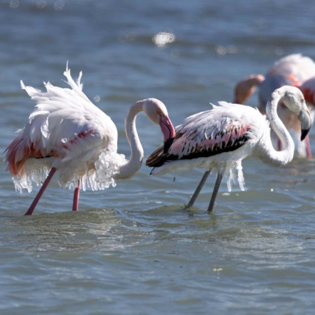 Eğirdir Gölü'nde kışlayan flamingoların vücutlarında buz sarkıtları oluştu