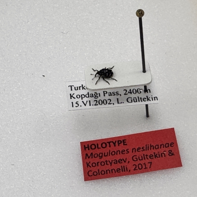 Kop Dağı'nda keşfettiği böceği meslektaşı eşinin adıyla literatüre kazandır...