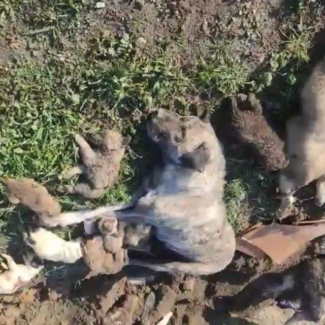 Osmaniye'de barınaktaki köpek ölümlerine ilişkin soruşturmada 4 yetkili gör...