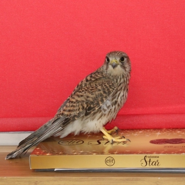 Erzincan'da öğrencilerin bulduğu kerkenez bakımının ardından doğaya salındı