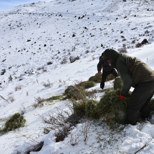 Niğde'de yaban keçileri için doğaya 1,5 ton yonca bırakıldı