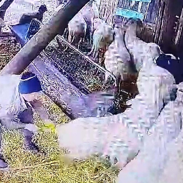 'Komşusunun koyunlarına işkence' davasında sanığın akıl sağlığı yerindeymiş