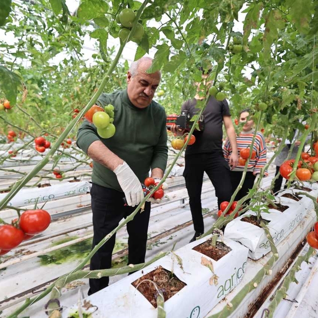 Soğuğun etkili olduğu Erzurum'da domatesler jeotermal seralarda üretiliyor