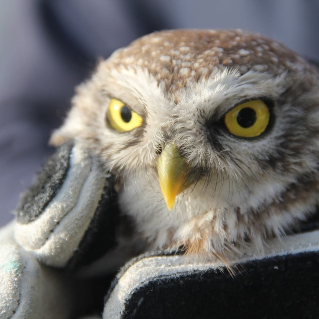Çorum'da yaralı bulunan baykuş tedavi altına alındı