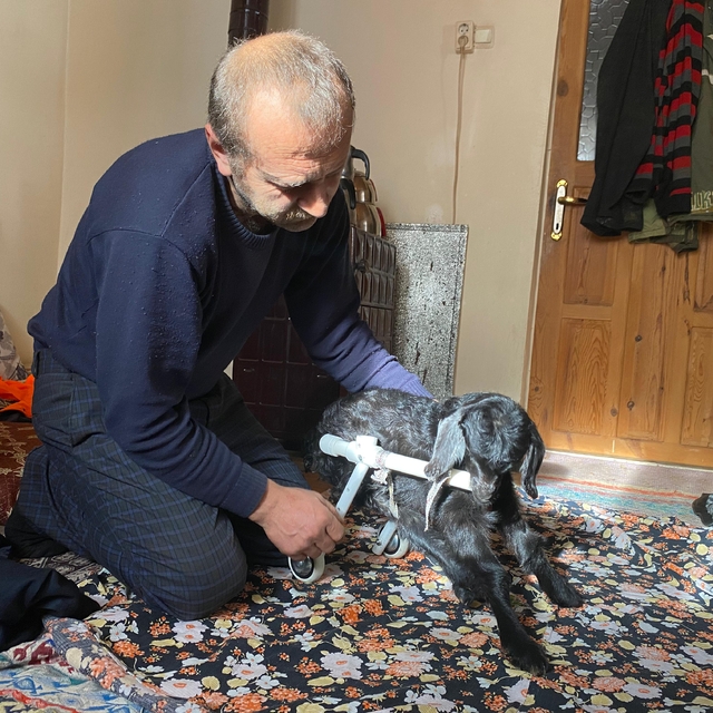 Uyutulsun denilen felçli oğlak 'Mıstık'a şefkatle bakıyor