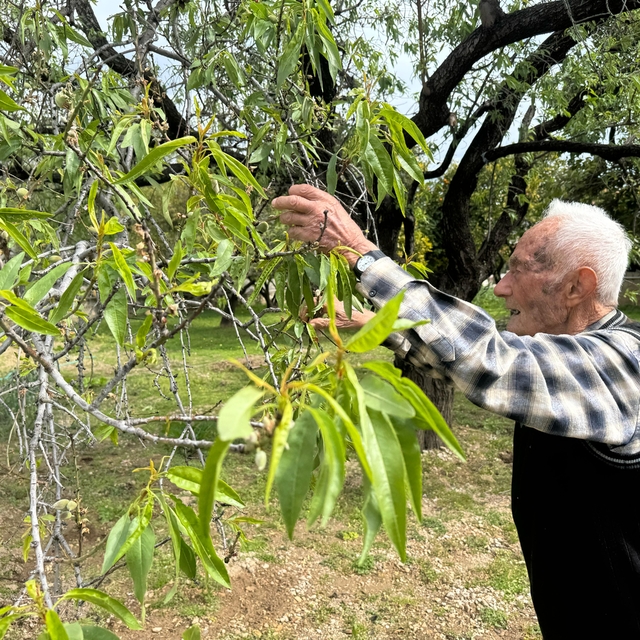 Datça'da mevsimin ilk badem çağlası toplanıyor