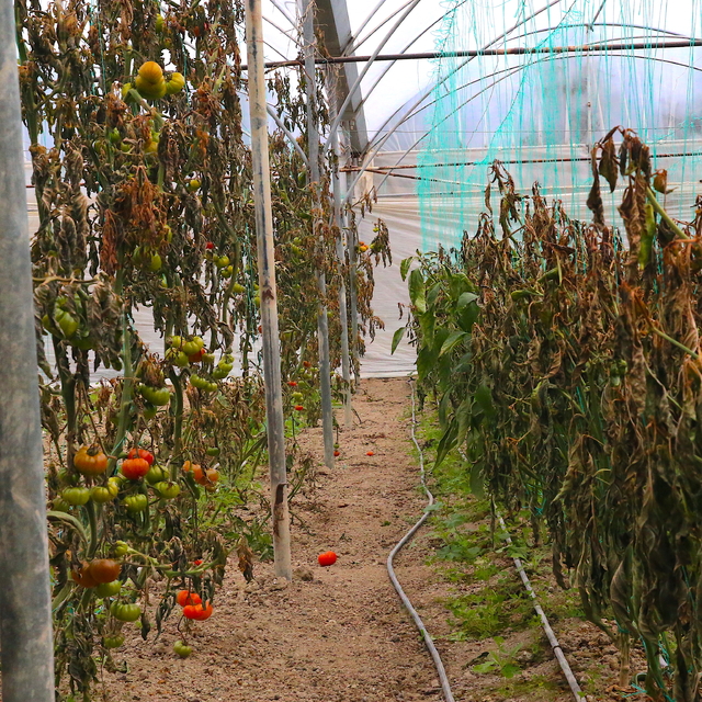 Hatay'da bazı tarım alanları zirai dondan etkilendi
