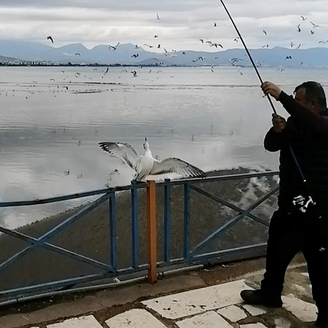 Oltasına balık yerine martı takıldı