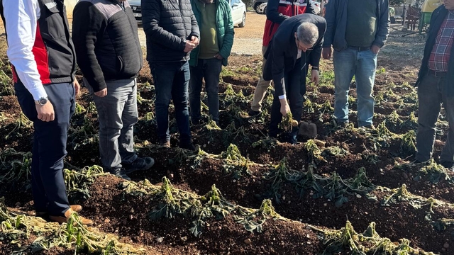 Adana'da zirai dondan etkilenen tarım alanlarında inceleme sürüyor